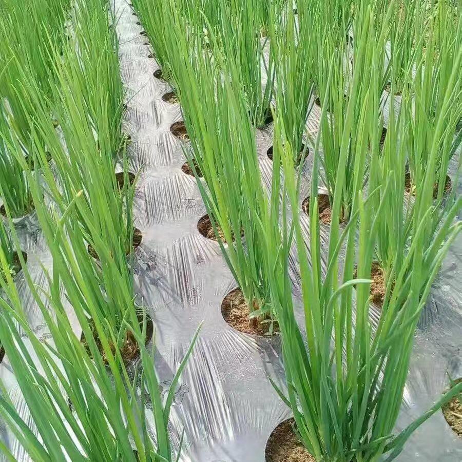Perforated mulch film, agricultural film, black weed-killing film, silver-black reflective vegetable film, special film for onions, lettuce and onions