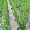 Perforated mulch film, agricultural film, black weed-killing film, silver-black reflective vegetable film, special film for onions, lettuce and onions
