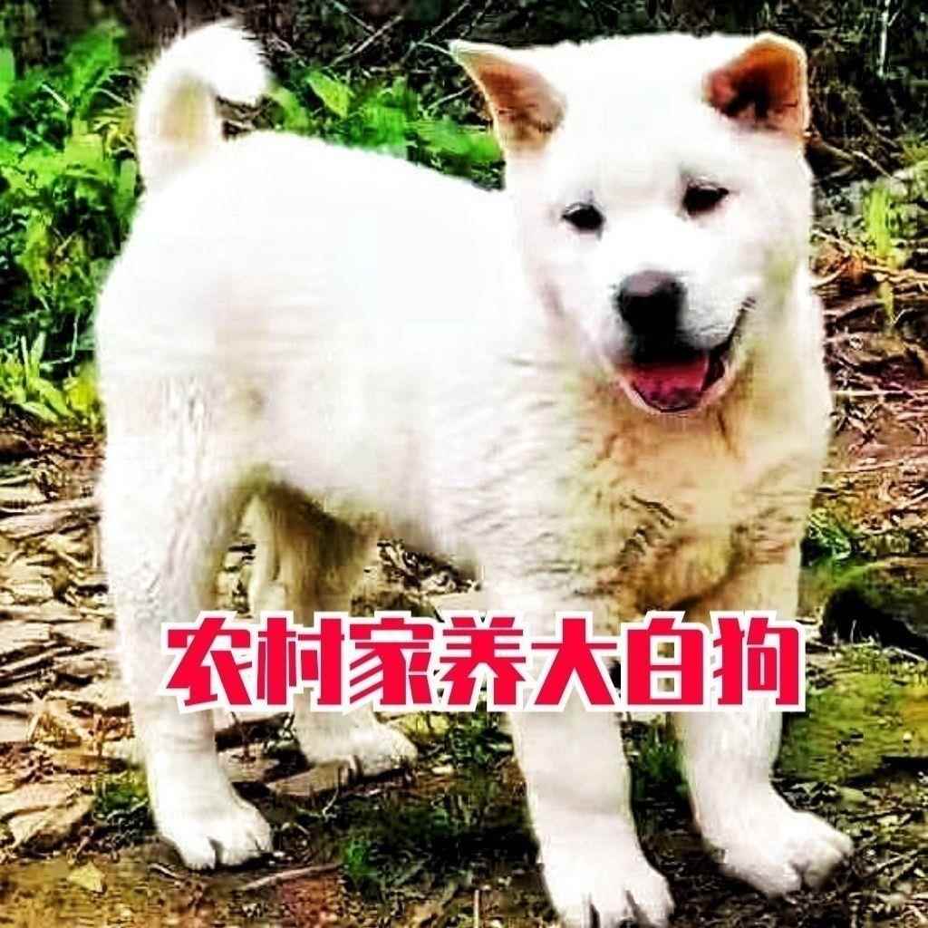 黄色广西土猎犬黄狗幼崽家养的土狗狩猎犬中华田园犬看打猎大骨架-图3