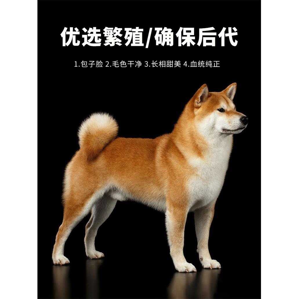 柴犬幼犬纯种活体黑柴犬日本小柴犬狗狗宠物小型犬纯种豆柴犬幼崽-图1