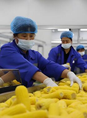 鲜玉米加工配套流水线设备大小型糯玉米鲜食水果玉米加工生产线