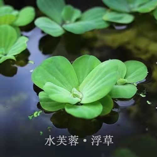 鱼缸浮草水草 新人首单立减十元 22年7月 淘宝海外