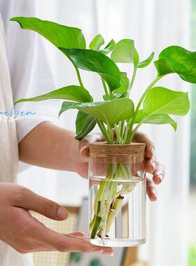 情绪稳定花瓶透明简约创意水培植物玻璃花瓶水培黄金葛九里香罗汉