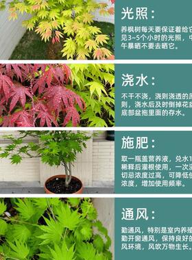 枫树专用浓缩营养液微量元素水溶肥防黄叶促红叶色艳丽植株壮成长