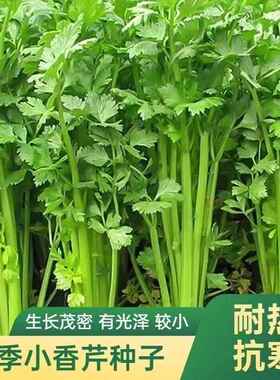 小香芹种子四季播芹菜庭院阳台盆栽耐热农家小水芹籽蔬菜种推荐款