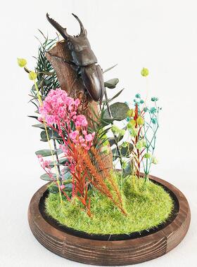 森林勇士真实昆虫甲虫标本生态微景观玻璃罩摆件大兜虫收藏品礼物