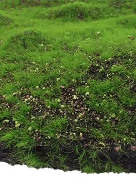 仿真植造景墙景草坪仿真苔藓草坪植皮仿真青苔石植物苔藓草皮草坪