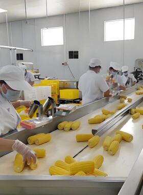 鲜玉米生产线甜糯玉米加工设备竹笋藕片玉米漂烫蒸煮机流水线