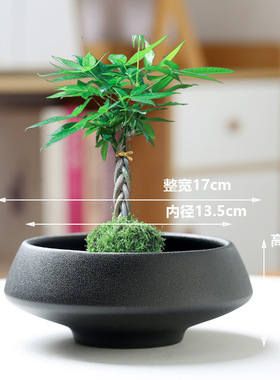 巴西木批发无孔水培花盆花盆花瓶