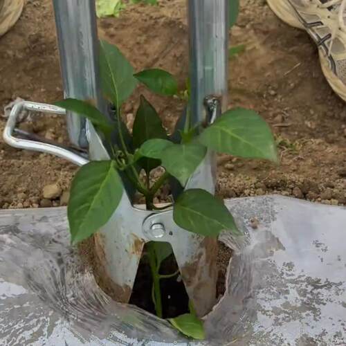移苗神器栽苗工具农用蔬菜玉米移栽辣椒手动种菜移植万能专用新款 - 图1