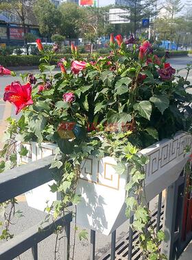 龙岗区依塔斯冷板喷塑栏杆壁挂花箱护栏街道绿化烤漆金属隔离花槽