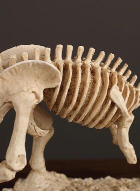 欧现代北树仿饰BYX8759真恐龙霸王龙模型化石骨脂架教具陈列动物