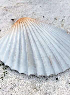 仿真海洋动物雕塑大珊瑚贝壳海星海螺玻璃钢摆件海洋馆景观装饰品