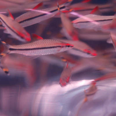 热带鱼一眉道人观赏鱼红眉道人鱼苗大中型鱼草缸鱼群游鱼淡水活鱼 虎窝淘