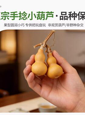 葫芦种子巨型特大四季种植阳台庭院爬藤观赏植物文玩手捻种子大全