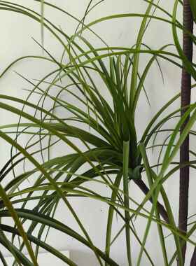 ins风格仿真绿植盆栽 商场家居酒吧装饰品 仿真巴西铁龙血铁树