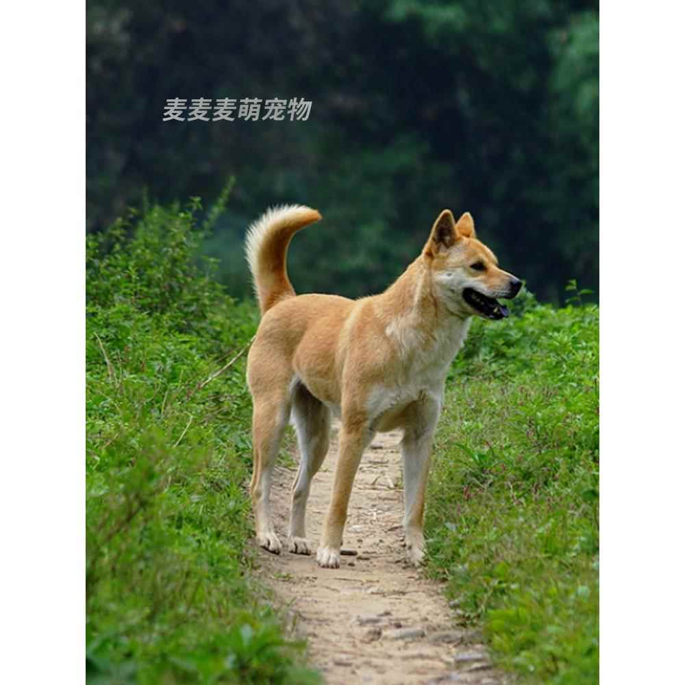 中华田园犬家养幼犬土狗金毛拉布拉多混血大黄狗纯黑/小白狗活体 - 图0