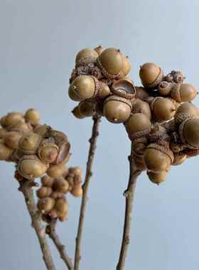 花开云间覆古自然释迦果小橡果菩提果真花干花道具拍摄花束摆件