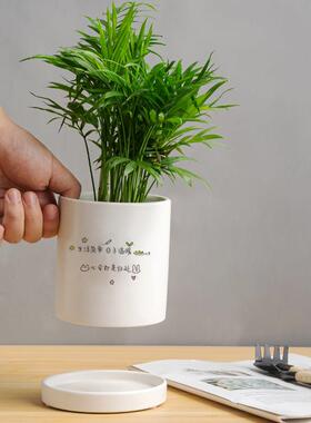 室内轻奢家用可爱创意多肉绿植盆栽蝴蝶兰陶瓷花盆营养土带托 托