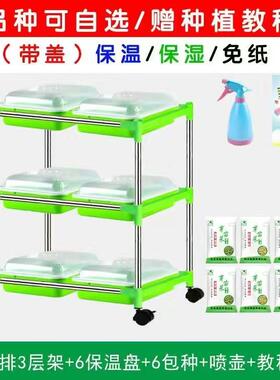 豌豆苗芽苗菜豆芽发芽水培花瓶