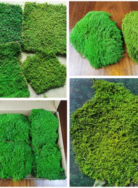 永生苔藓植物墙狭叶白发藓块植被藓干花草坪大羽藓大灰藓永生青苔