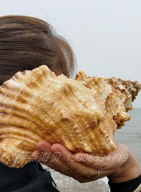 特大海螺石号螺金口蛙螺吹号听音创意装饰鱼缸造景号角吹号海螺