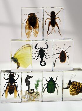 亚马逊跨境真实昆虫标本透明树脂蜘蛛蝴蝶金龟蝎子科普摆件手工