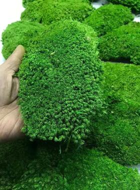 永生白发藓大灰藓植物墙苔藓背景墙装饰微景观软装设计块状不掉色