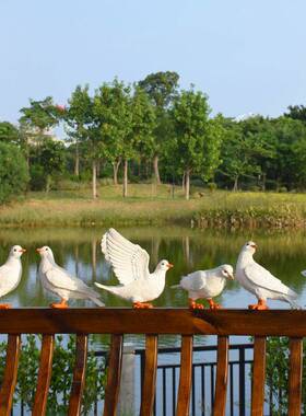 户外花园鸽子饰品模拟动物白鸽景观屋草坪装饰花园庭院橱窗展示