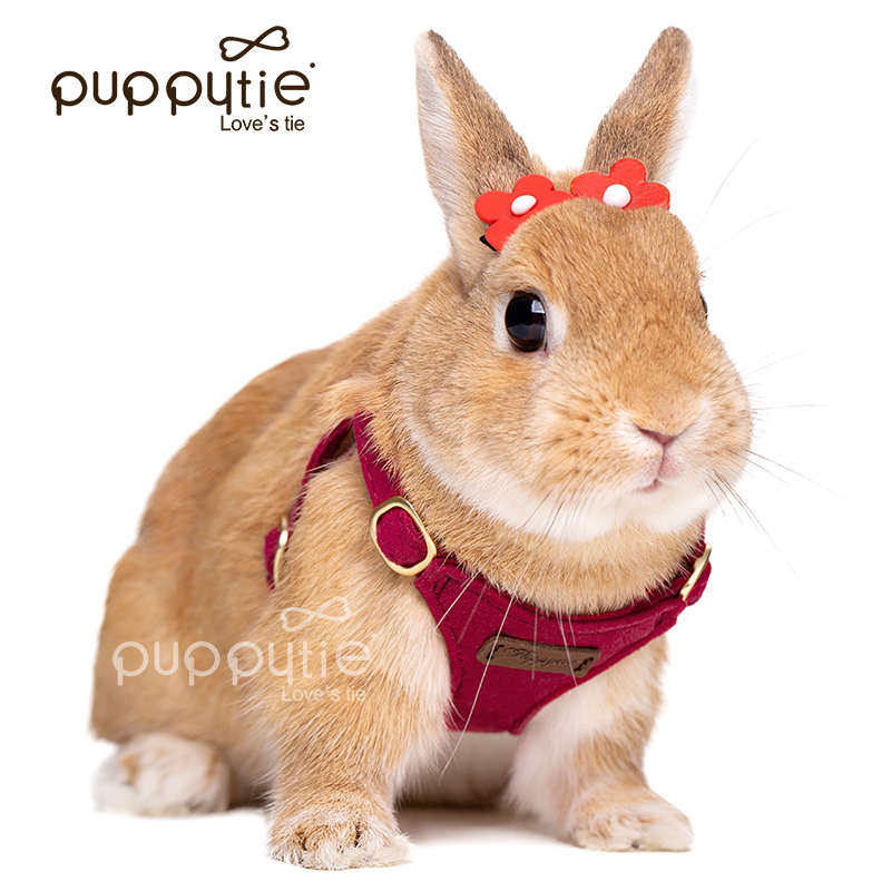 兔子牵引绳兔绳防挣脱兔链子可调节兔绳子遛兔绳侏儒兔宠物用品,淘宝优惠券,粉丝福利购,淘宝优惠卷