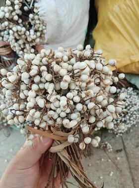 小白果干花花材森系干果花环材料乌桕果小白豆