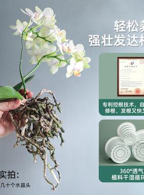 跨境优选美莳控根花盆大花盆塑料盆树脂盆蝴蝶兰透气仿瓷花盆