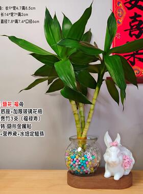 水养富贵竹客厅门店优质风水富贵竹文昌竹水培兔子花瓶富贵竹