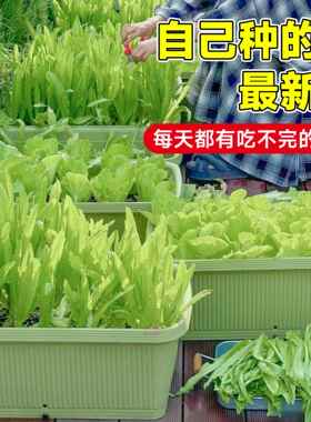 适合春夏秋冬种的蔬菜种子大全见土就活四季农家蔬菜种籽空心菜苋