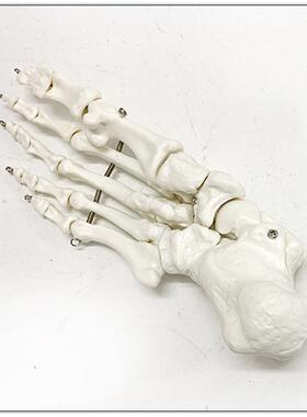 脚骨模型人体脚关节模型足部脚部骨骼构造踝关节结构腓骨趾骨教学