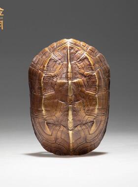 铜金岁月金钱龟壳黄铜摆件铜钱龟甲文玩手把玩件龟壳随身把玩饰品