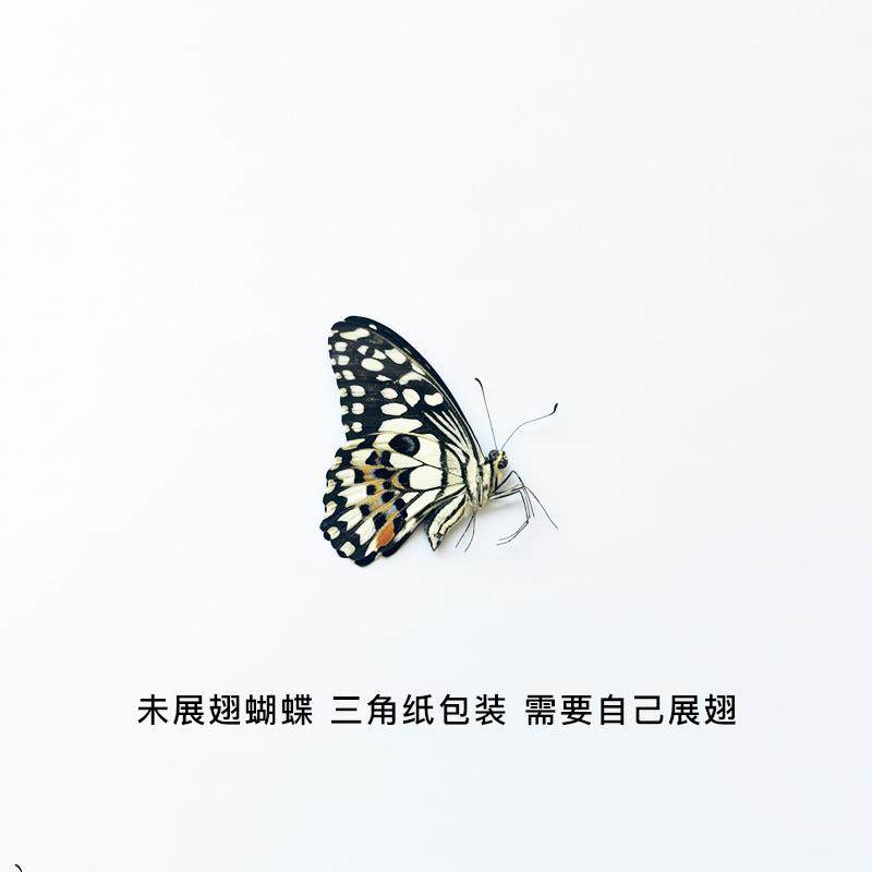 真蝴蝶原蝶达摩凤蝶未展翅蝴蝶标本制作手工diy材料A1/A1-品质,淘宝优惠券,粉丝福利购,淘宝优惠卷