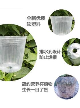 透明育苗杯塑料兰花花盆多肉家庭营养白色透气打孔种植美植袋