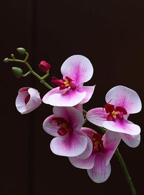 陶瓷花瓶彷真蝴蝶兰花套装假花家居餐桌电视柜茶几装饰花艺摆件