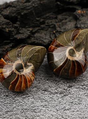 天然鹦鹉螺化石摆件马达加斯加玉化海螺斑彩螺化石矿标装饰工艺品