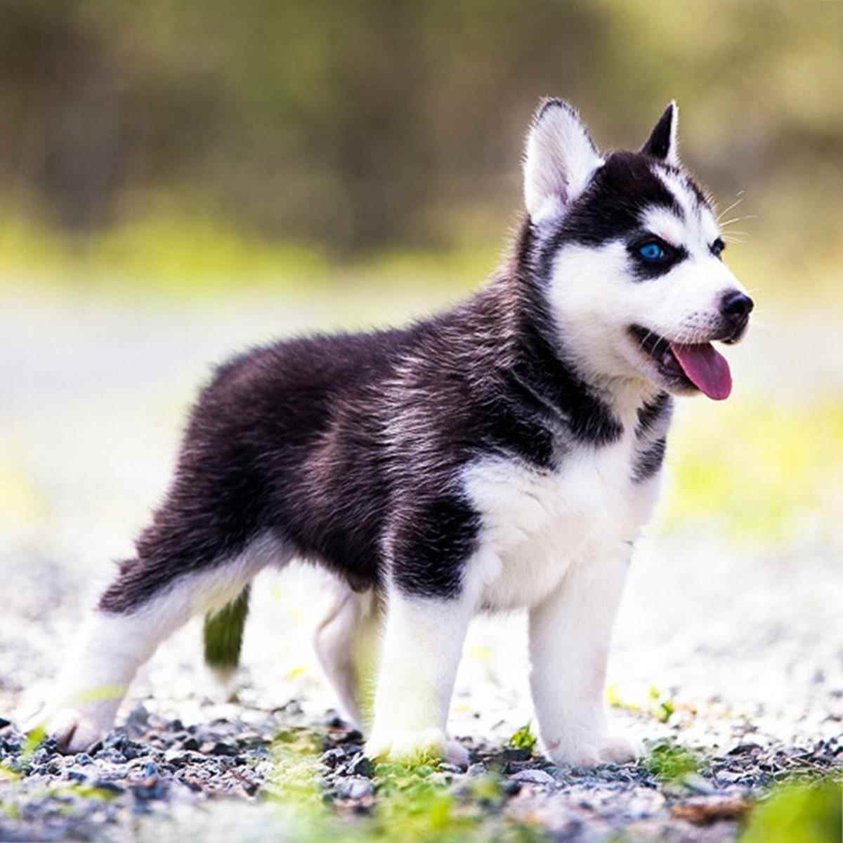 纯种哈士奇幼犬活体蓝眼三把火二哈哈士奇幼犬宠物狗活物小狗幼犬 - 图2