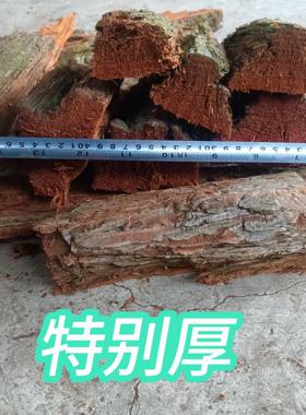 杉木树皮马蜂筑巢材料很厚胡蜂黄脚筑巢红娘黑盾杉树皮5斤筑巢快
