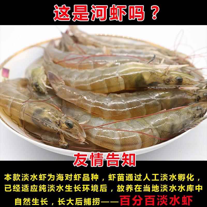 淡水虾水库大虾鲜活速冻河虾湖水虾清水虾非海水虾无咸味顺丰包邮 - 图0