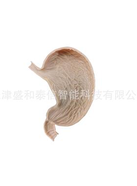 北京上海天津脊柱仿真模型医学实训仿真人体模型仿真骨骼仿真肠胃