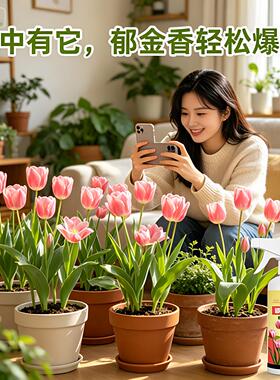 郁金香营养液种球爆芽郁金香肥料专用肥花肥水培植物风信子营养液