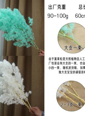 永生蓬莱松厂家直发白色蓬莱花店花材七夕节花材婚庆永生花干花