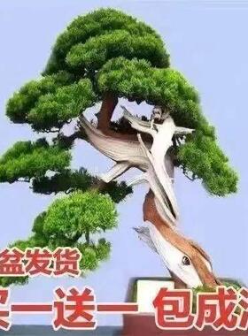 【买一发二】四季常青耐寒盆景迎客松室内外花卉耐热绿植松树松柏