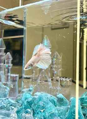 【新家的100个快递】鱼缸小型客厅桌面摆件玄关装饰品电视柜摆件