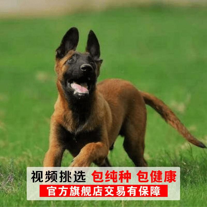 马犬幼犬看家护院犬爆红黑红马黄马犬小马犬纯马犬正宗警犬护卫犬 - 图2