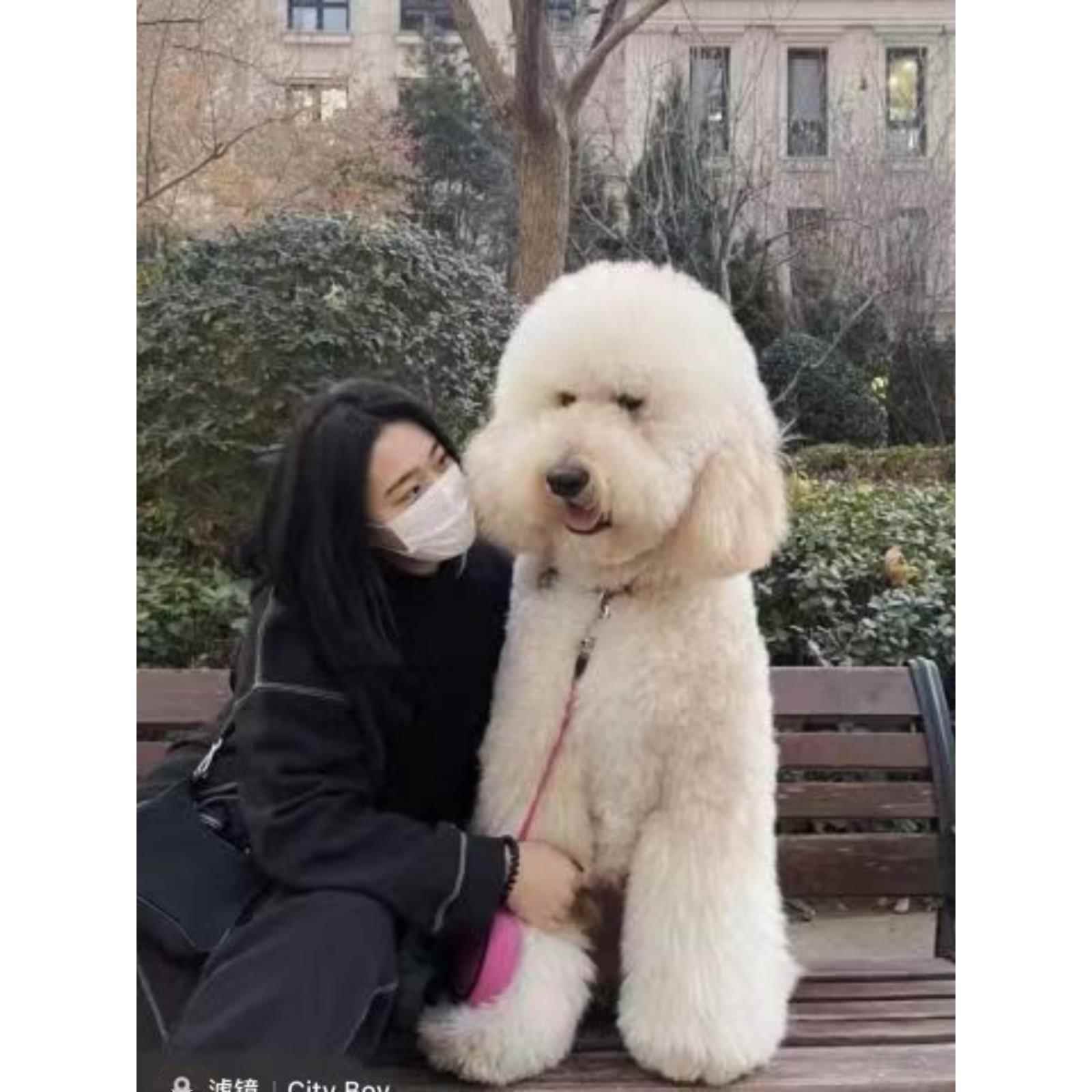 巨型泰迪犬超大型巨贵犬巨大活体宠物狗标准贵宾巨型贵宾犬幼犬-图3